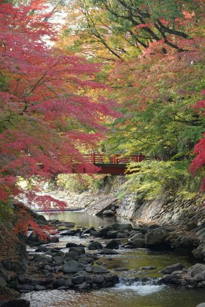 修善寺温泉 紅葉巡り2025 