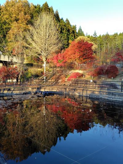 カラフルな秋　奈良カエデの郷ひららへ　2025.11.22