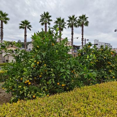 特急 宇和海に乗って、宇和島へ