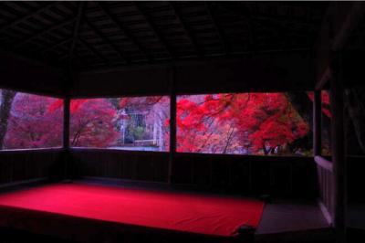 2025.11.23　秋の京都。紅葉のトンネル、白龍園の紅葉と京都競馬場のセンテニアルナイトドローンショー