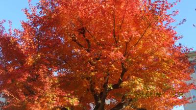 西鶴ケ岡公園で見られた紅葉