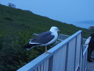 2025道北の日本海沿岸旅行　第2部　天売島でウミドリ観察