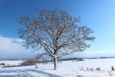 絶景を求めて東へ南へ レンタカーで北海道6DAYS 食べ飲み夫婦旅（前編）