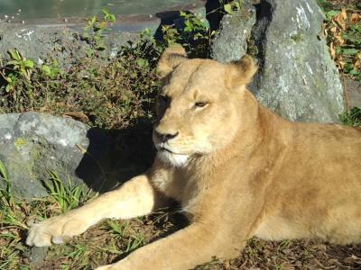 富士サファリパークと清水