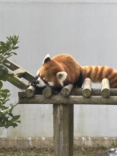 福井へ！レッサーパンダと城巡り（1日目）