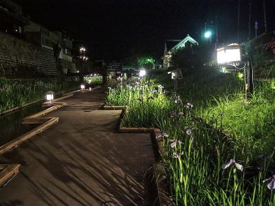 2023年5月末 高瀬裏川花しょうぶまつり、ライトアップ散策①