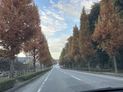 幸田町のメタセコイアの道に行ってきました