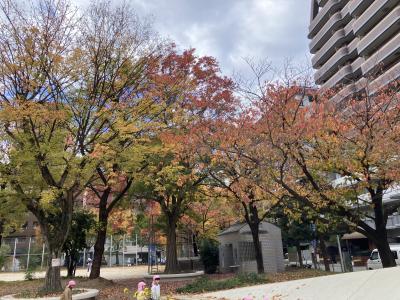 福岡市中央区舞鶴にある「長浜公園」の紅葉(11月28日現在)