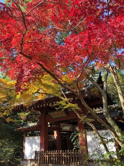 本土寺、東禅寺（千葉県松戸市）の紅葉　こんどは先日の茨城とは違い赤色が映せたぞ
