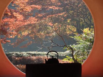 紅もみじの明月院　銀杏の敷黄葉の浄智寺　彩の長寿寺　北鎌倉紅葉めぐり