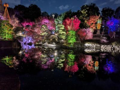 目白庭園紅葉ライトアップ　2025年11月