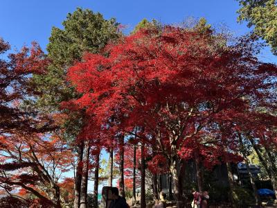 近江三つの紅葉名所（胡宮神社、百済寺、永源寺）を巡る