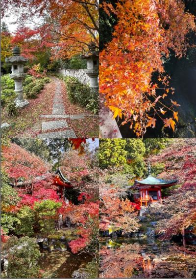 ２０２５年　紅葉の京都『泉涌寺』『醍醐寺』『毘沙門堂』を巡る！
