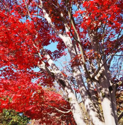 東京の紅葉・昭和記念公園に行ってきました(2025年11月27日)