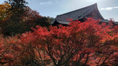 東福寺の紅葉は最高