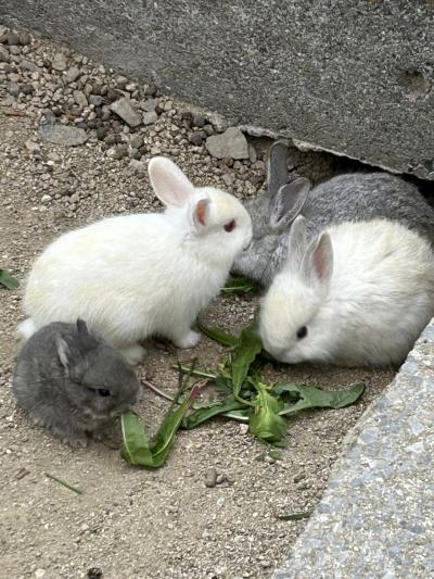 うさぎの島 大久野島国民休暇村