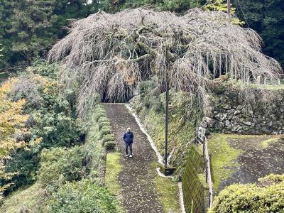 奈良　荒神の郷・笠そばを食し、瀧蔵神社の権現桜・冬木に出逢う