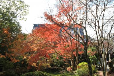 泉州　松尾寺の紅葉(2025年12月01日)