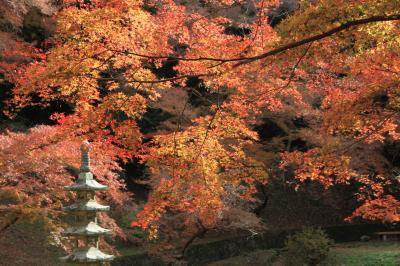 延命寺(長野公園延命寺地区)、観心寺の紅葉(2025年12月01日)