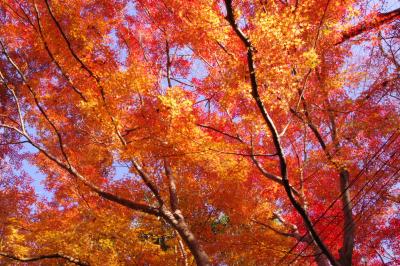 料亭　百楽荘の庭園で紅葉狩り　2025.11.30