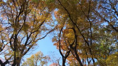 森のさんぽ道を歩く