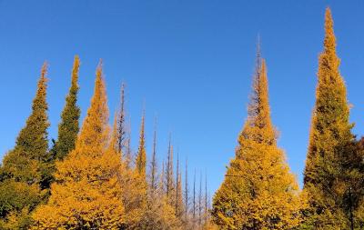 明治神宮外苑いちょう並木と六義園