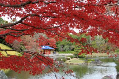 大仙公園の日本庭園の紅葉（2025年12月3日）