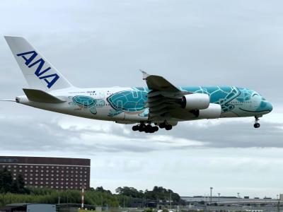 成田空港近く さくらの山でのフライングホヌ見物(2025年10月)