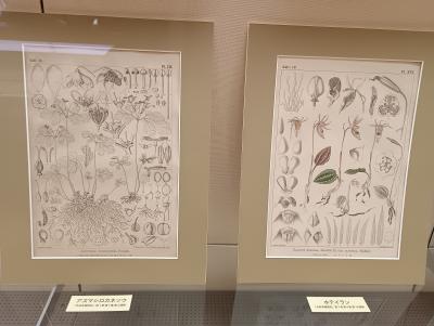 ようこそ練馬ぶらり旅に参加　２