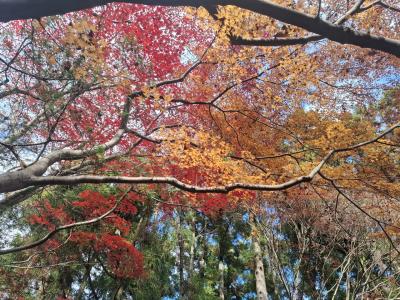 最後の紅葉 妙心寺退蔵院 天龍寺塔頭 大河内山荘