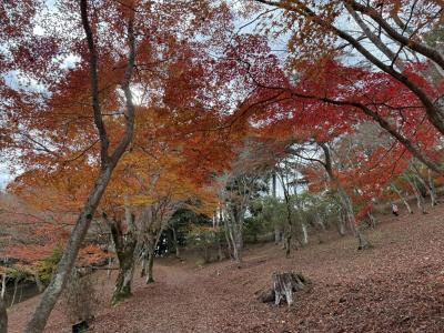 修善寺での紅葉狩り(1) ~自然公園もみじ林から虹の郷へ~