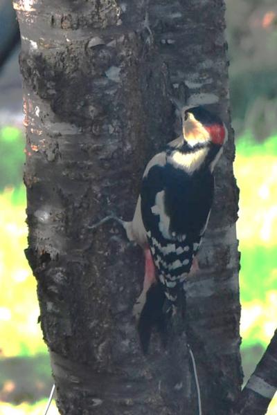 鶴居村の町歩き～日本で最も美しい村で出会うアカゲラ～（北海道）