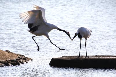 タンチョウ園内散歩