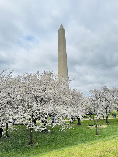 ワシントンD.C.｜満開の桜と博物館
