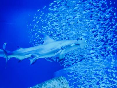 アトランタ｜水族館とコカ・コーラ飲み放題