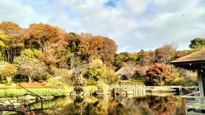 馬場花木園散歩　１１月の花（２０種）２０２５年
