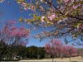 「みやぎ千本桜の森」のサクラ_2023_河津桜は散り、染井吉野はツボミ、…
