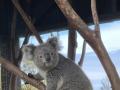 2023年 シドニー(5)少しマイナーな動物園 オーストラリアン レプタイルパーク