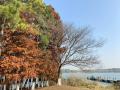 秋色の蘇州を観光しようNo.７　ぽかぽか「東沙湖」おさんぽ　紅葉も終わりかけでした
