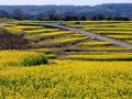 段々畑の菜の花！２５００万本の菜の花は見応え十分～長崎鼻の菜の花～