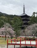 ⑫マダムの桜15景　華やぎの京都3日間　2日目の５　醍醐寺