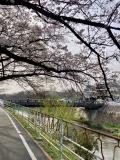 香流の桜２０２４