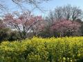 2024年は桜開花前に一気に夏が来た？3月最終日の夏日に湘南散策(^_^)