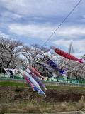 香流の桜2024 その2