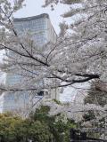 ◎東京/都会のオアシス日比谷公園でお花見♪