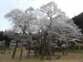 今年の桜はタイミング良し