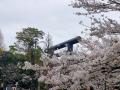 曇天の土曜日：桜を求めて千鳥ヶ淵から靖国神社へ