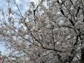 2024年度　飛鳥山の桜