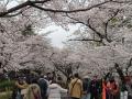 埼玉２０２４桜　【１】大宮公園