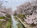 奈良　竜田川沿いの桜を眺めつつ二駅歩いてみた～